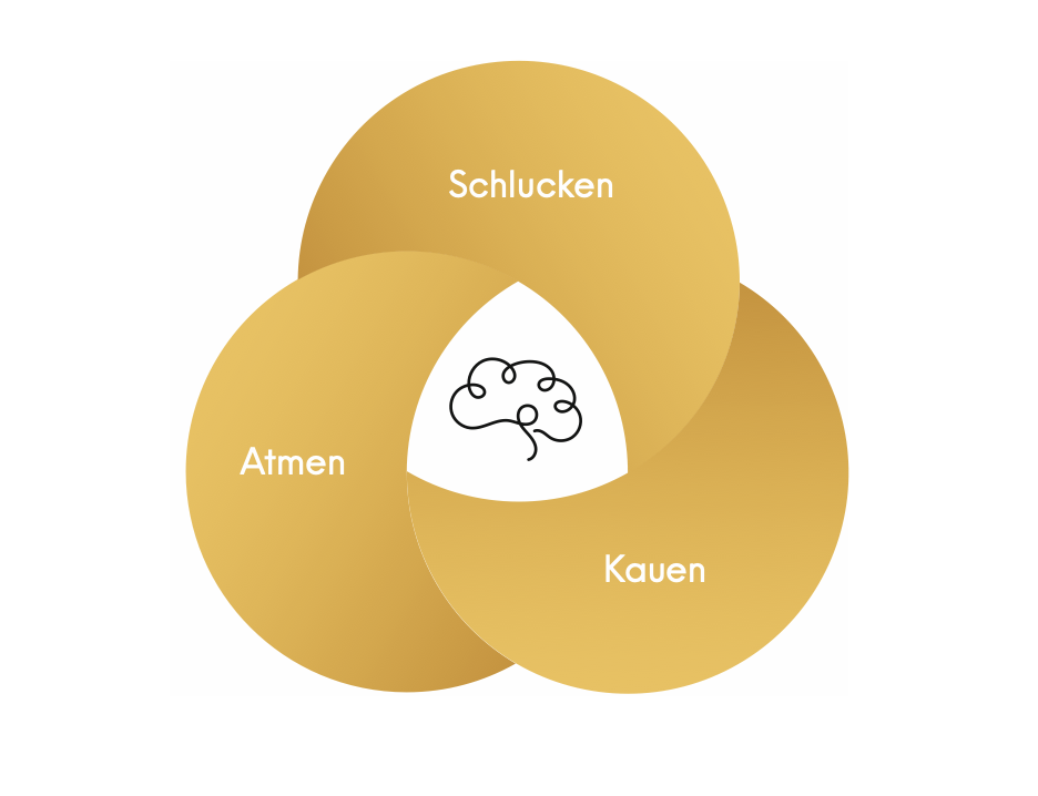 Atmen, Schlucken und Kauen als drei ineinandergreifende goldene Kreise mit einem Gehirnsymbol in der Mitte
